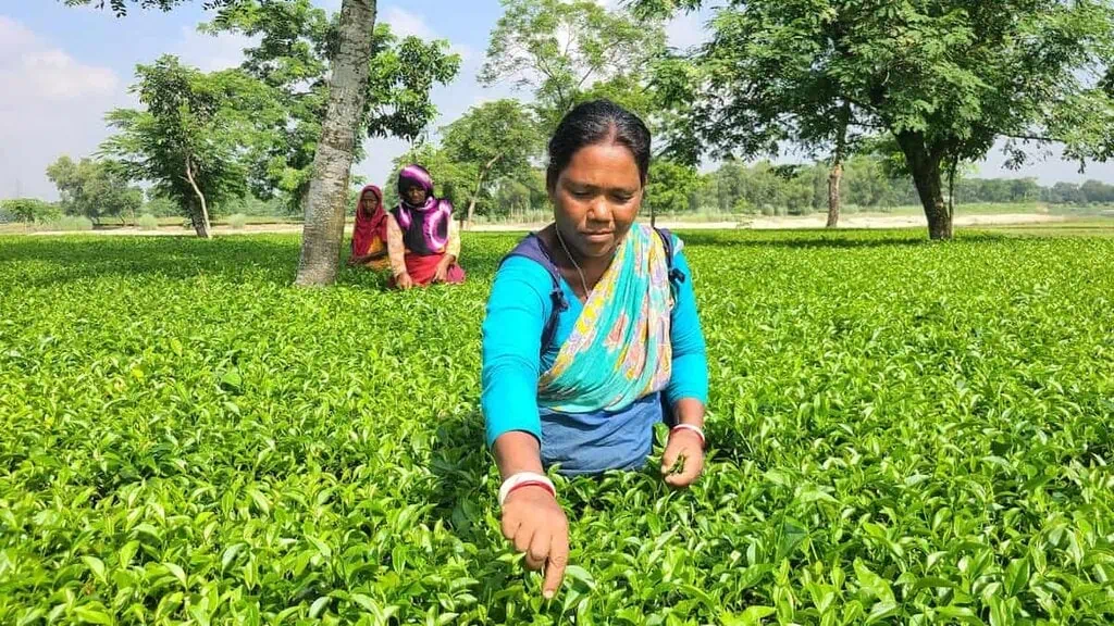 Tea Garden, Thakurgaon